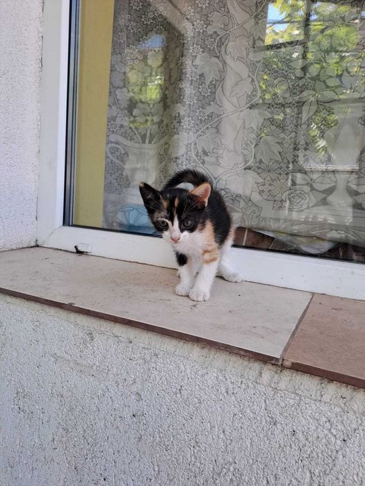 Adoptie pisicuta mica foarte draguta