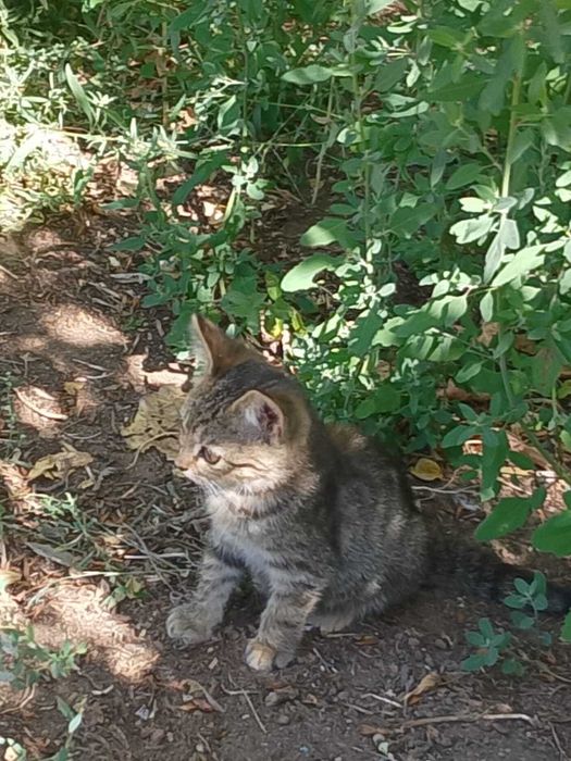 Отдам в добрые руки котят