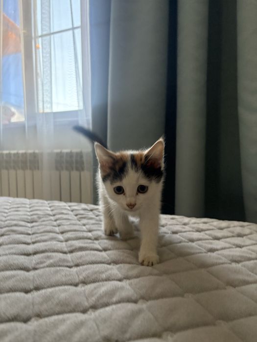 Отдам котенка бесплатно