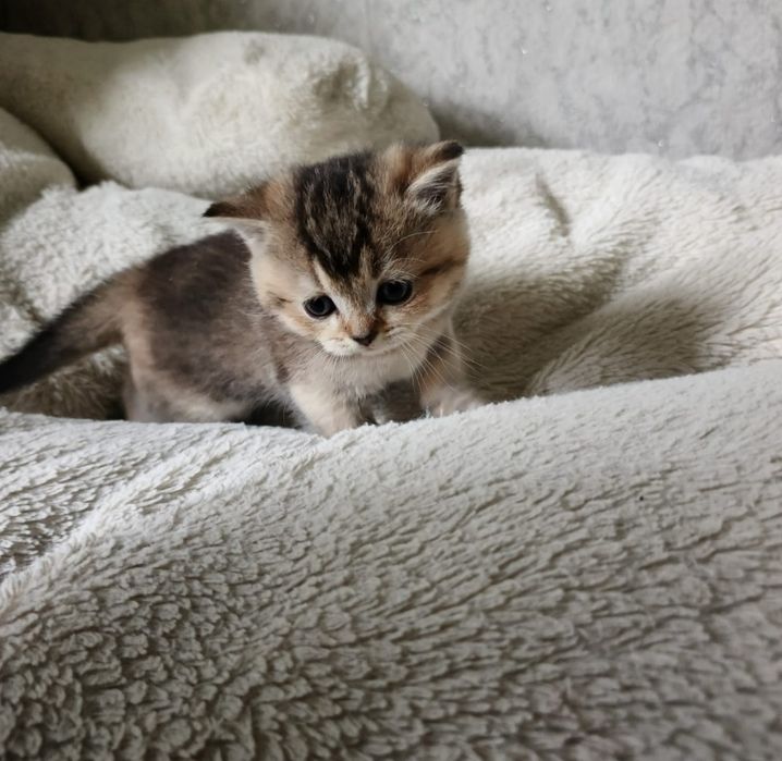 Золотые шиншиллы котята