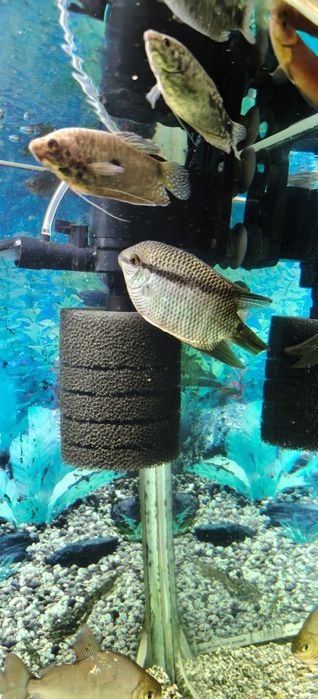 Мезонаута( Фестивум)