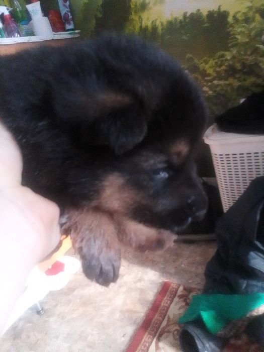 Продам щенят, мальчики 40к без документов. Девочки 30к