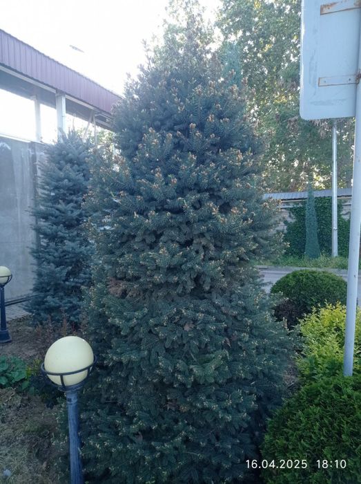 Galubayel archa sotiladi