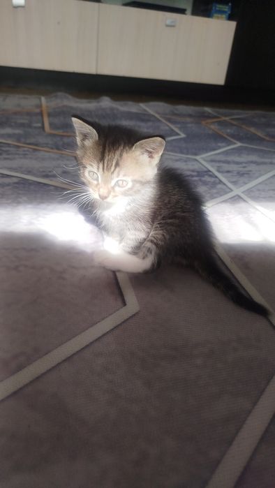 Отдам котят 2 мальчика 2 девочкт