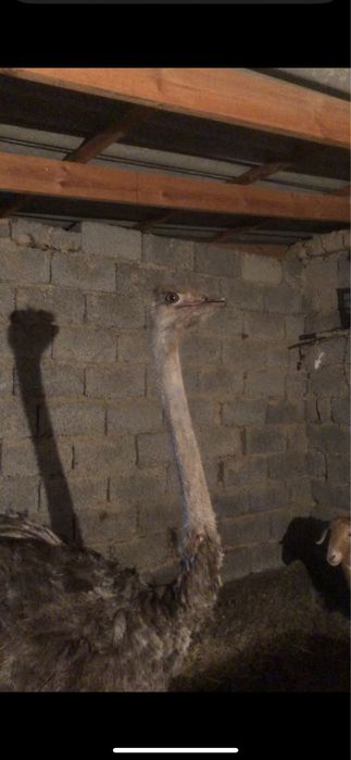 Страус сатылады