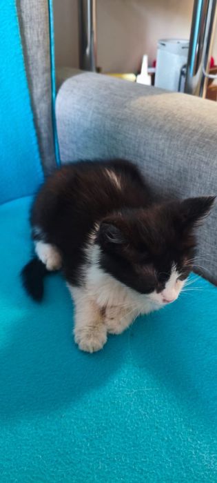 отдам котёнка в добрые руки