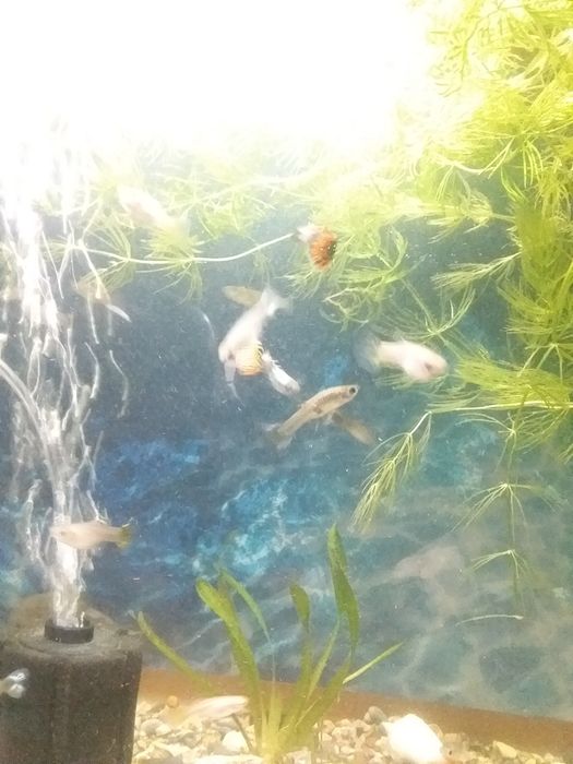 Аквариум с рыбками