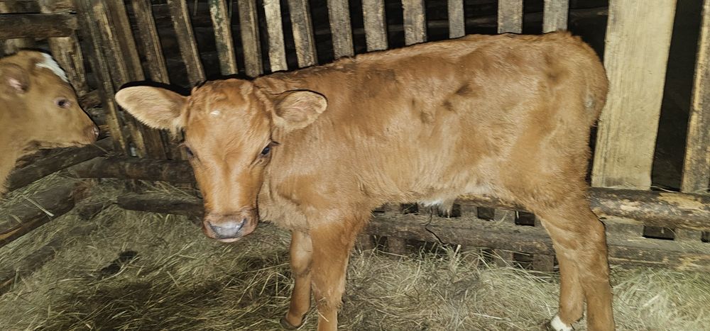 Продам телят бычки