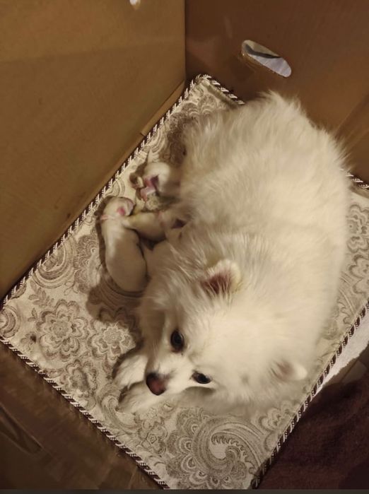 Белые щенята шпицули