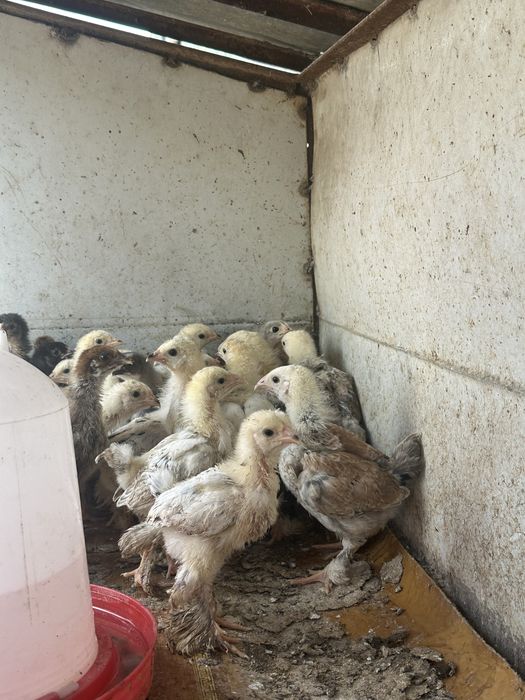 Продам цыплят Брама