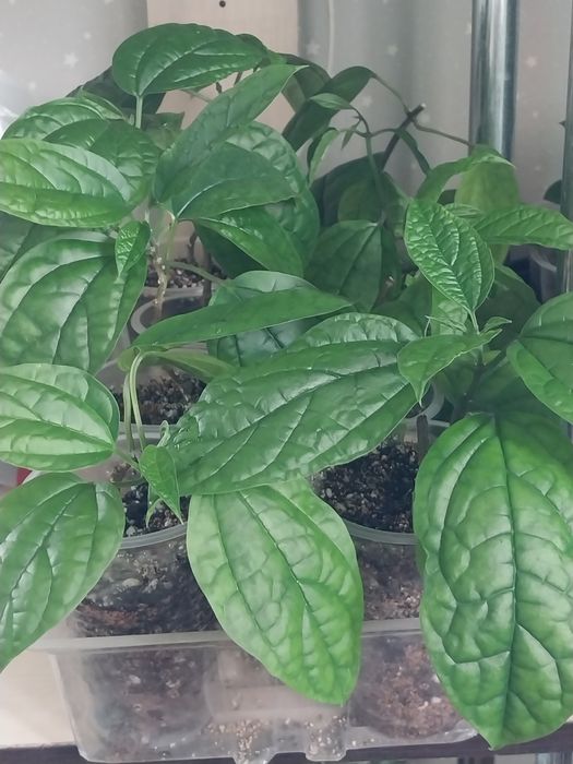 Комнатные цветы,домашние