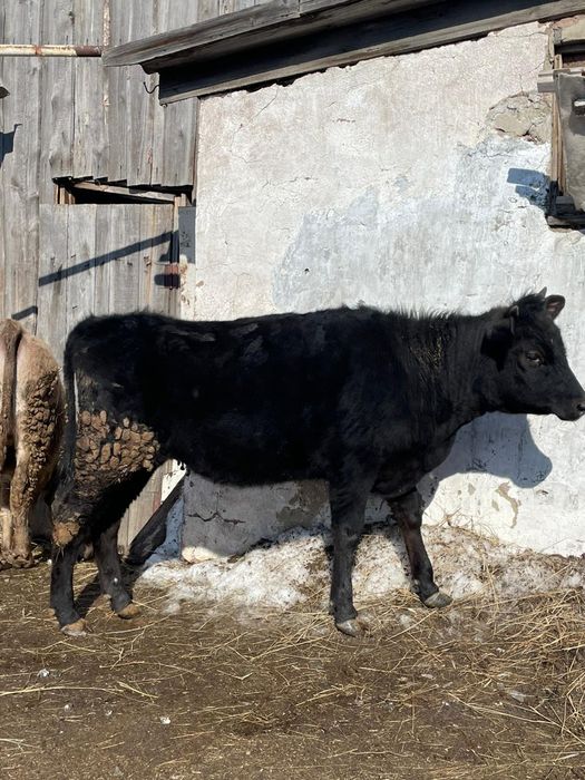 Семиз кашарлар,,