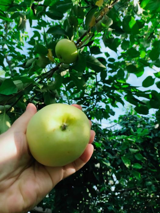 Продам дачный участок