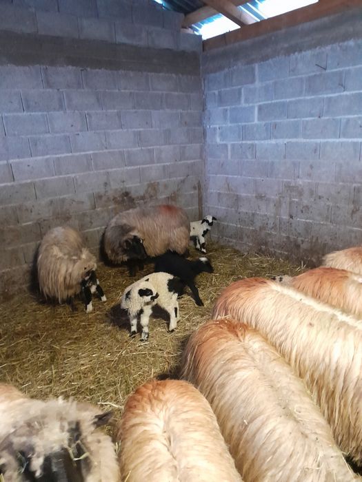 Oi tinere de vânzare