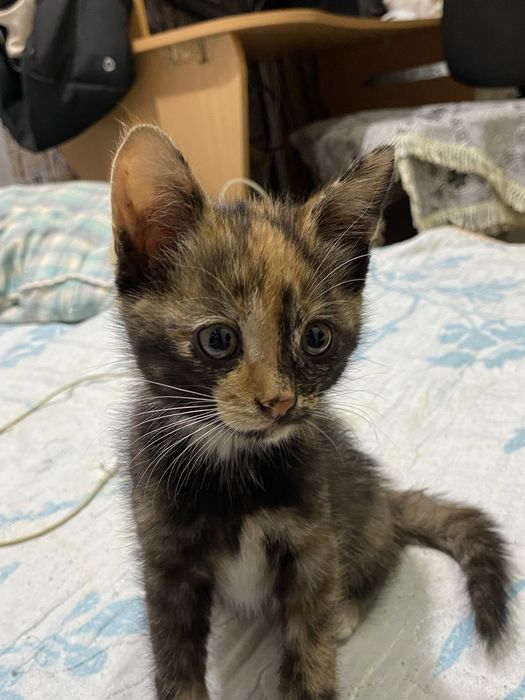 2 котенка. Серый мальчик, цветная девочка