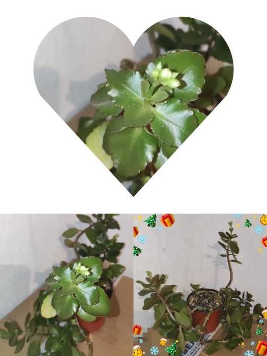 Цветы домашние  - адаптированные