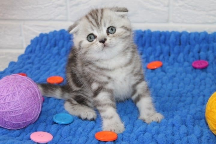 Шотландские вислоухие Котята