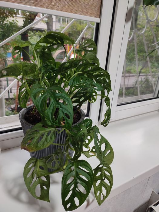 Монстера Манки (вьюн)