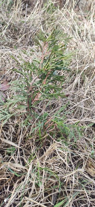 Туя Смарагд примерно 15 -25 см.