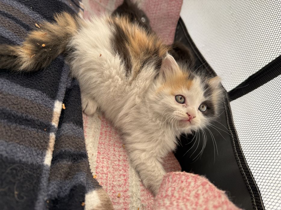 Котенок девочка 1,5 месяца