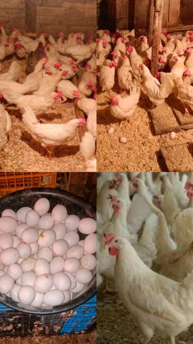 Продам кур поросят