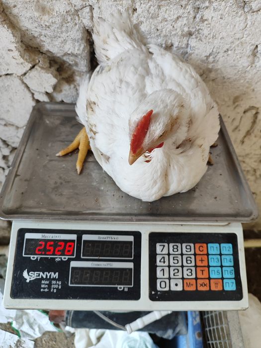 Броллер Кобб 500