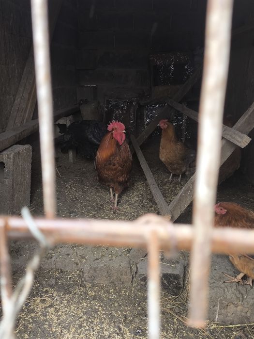Продам Кучинского петуха