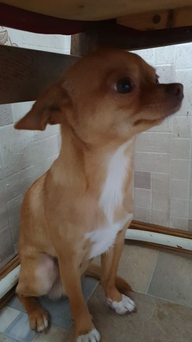 Чихуахуа кобель, вязка.