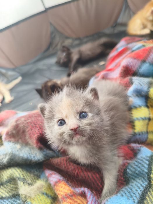 котята ищут дом!!