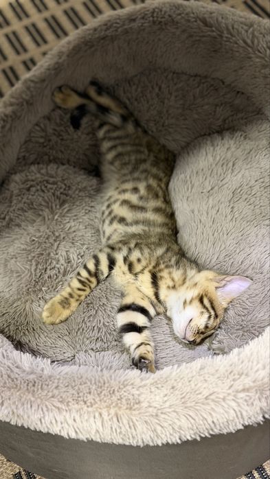 Котята бенгальские