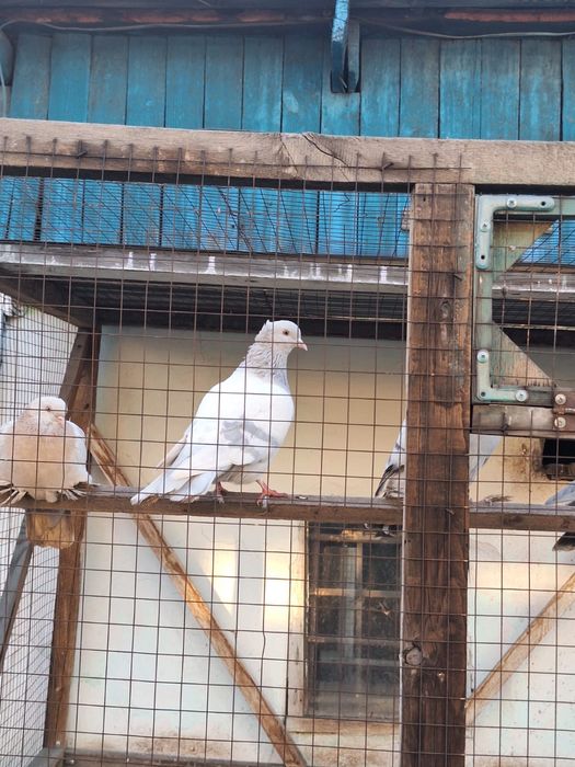 Продам молодых голубей