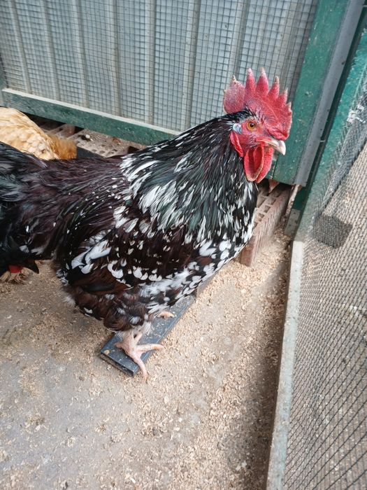 Sussex porțelan de vînzare