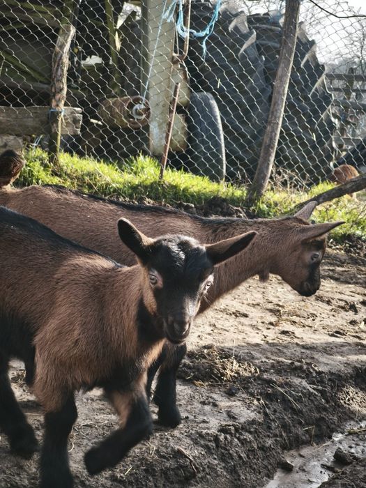 Ieduțe si tapisori alpini francezi