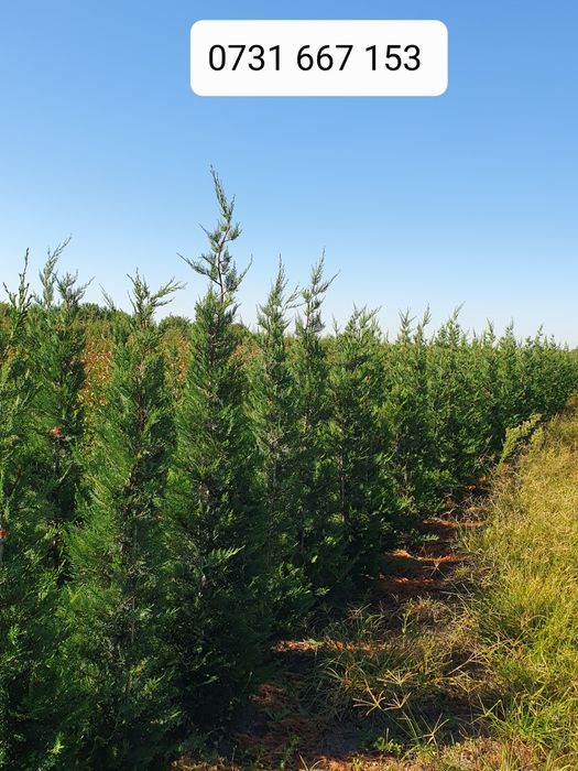 Leylandii chiparos laur englezesc Photinia Red Robin