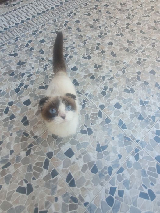 Отдам котёнка на добрые руки