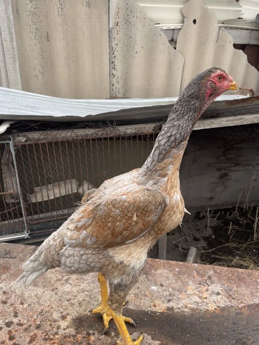 дакан тауыктар сатылады