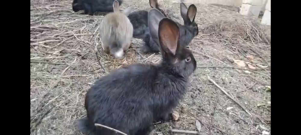 Velikan quyon sotiladi