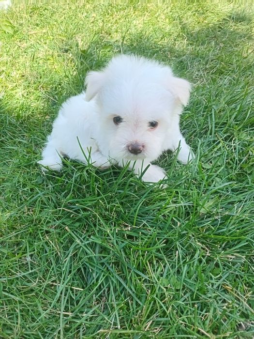 Catelusa bichon maltez