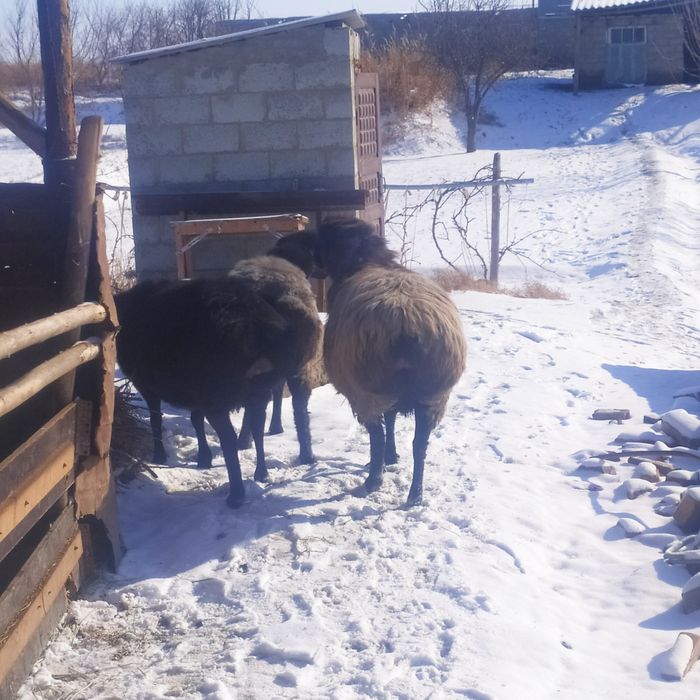 Ekkizak tug'adigan bug'o'z quyla sotiladi