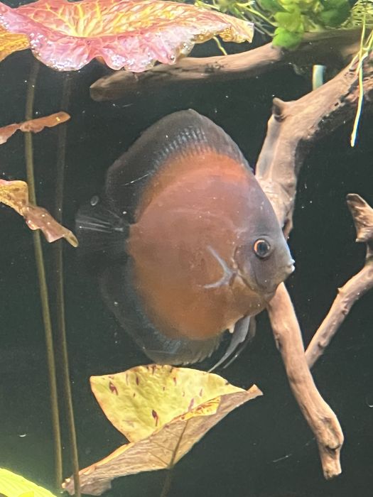 Продам   дискусов