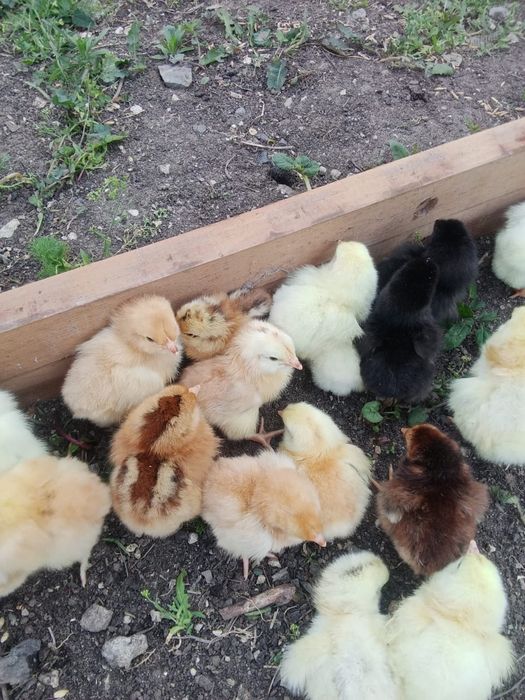 Цыплята домашние