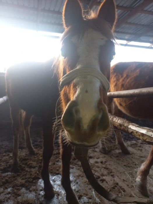 Тай жабагы тайлар