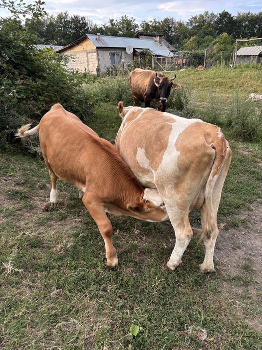 Vand vaca baltata romaneasca
