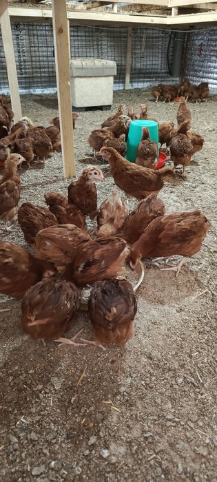 Продается ДоминантРед цеплята 41 дней