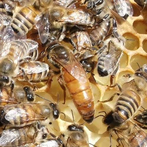 Roi de albine pe 5 rame