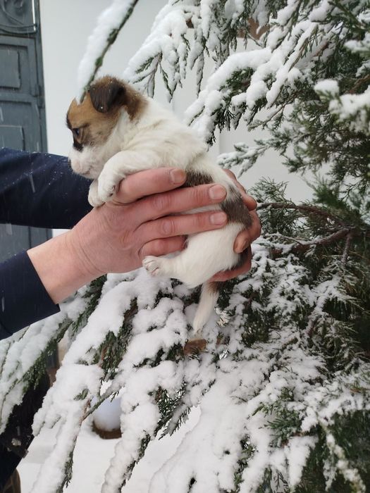 Джек Рассел терьер