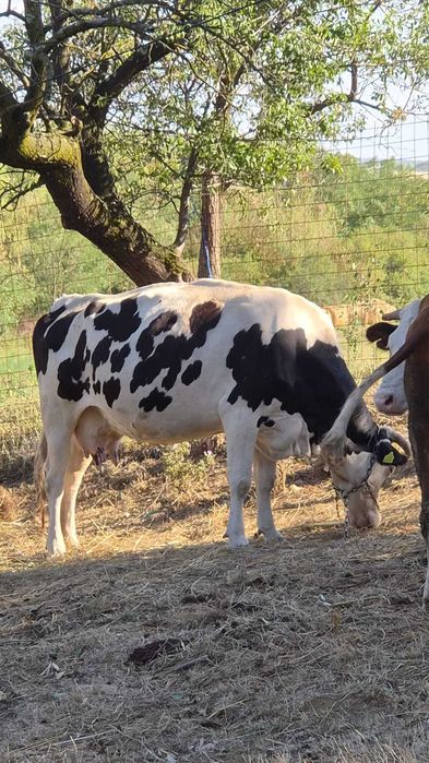 Vaca de vanzare