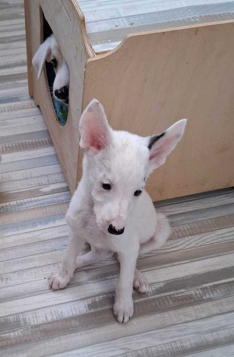 отдам в добрые руки щенков