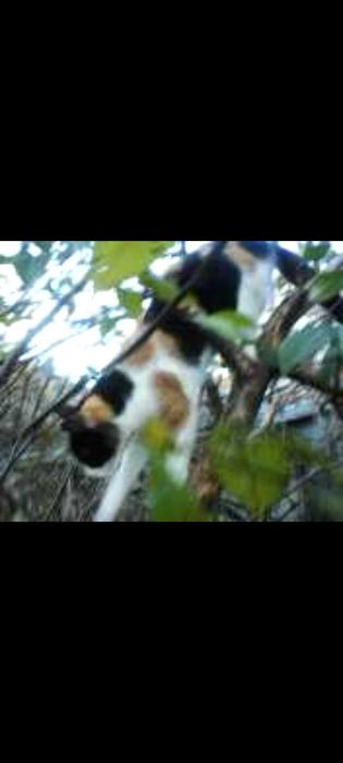 Ofer spre adopție pui de pisica