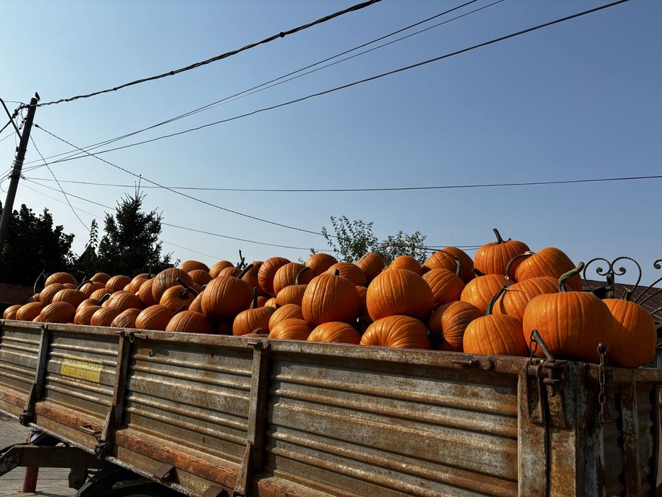 Dovleci Halloween